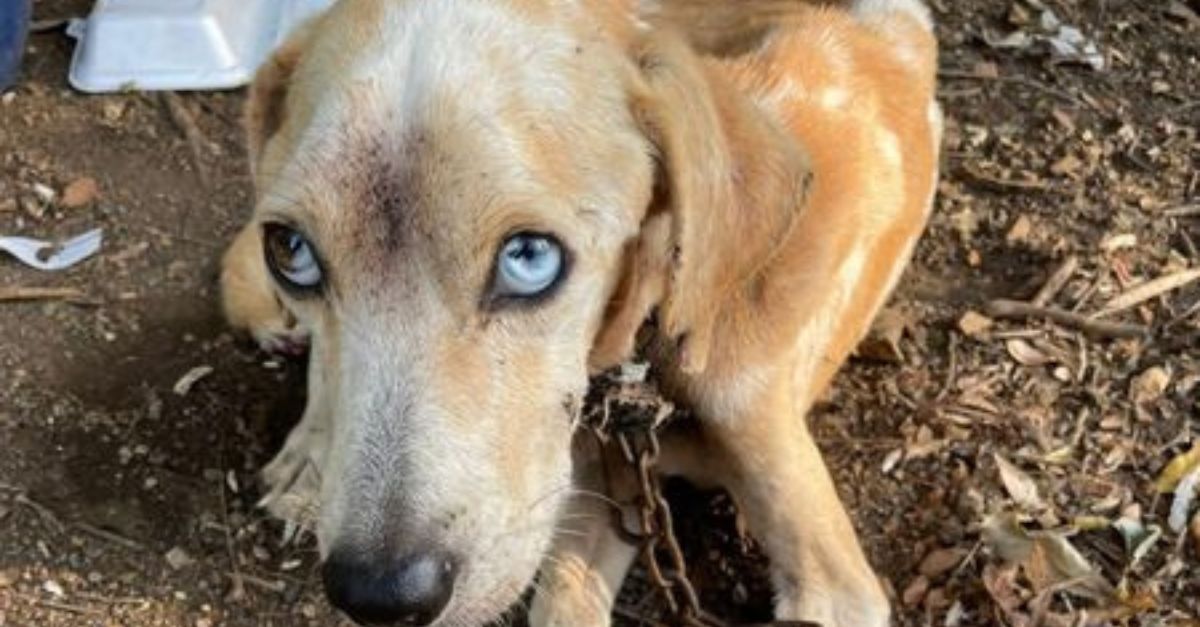 Loyal Dog Brought Food For Her Chained And Starving Beloved To Keep Him Alive