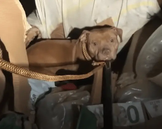 Stray Dog Protects Her Newborn Puppies From The Cold By Hiding In An Abandoned House