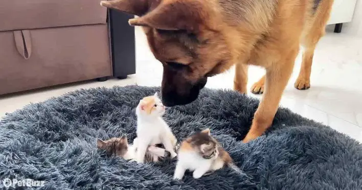 Heartwarming Video: Dog’s Adorable Reaction to 3 Kittens Taking Over His Bed Goes Viral