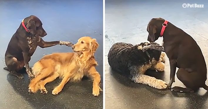 Friendly pup loves to pet all the dogs at her daycare