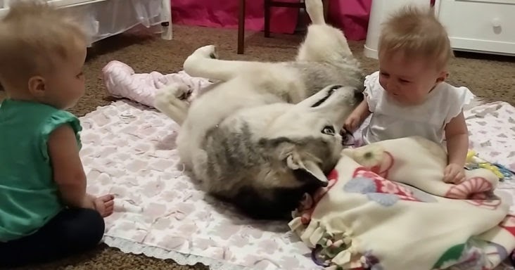 Twin Babies Have the Time of Their Lives Playing with a Sweet Husky