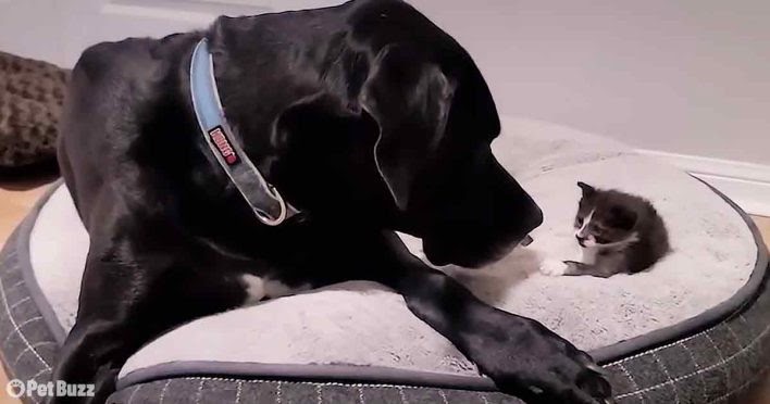 Unlikely Friendship: Giant Great Dane Shares Heartwarming Affection with Tiny 1-Pound Kitten