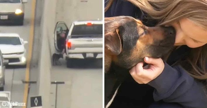 Dramatic Rescue on the Freeway: Heroic Nurse Performs Life-Saving Act on Stricken Dog