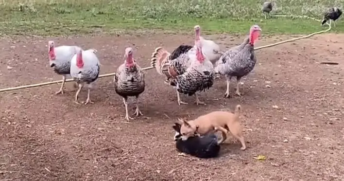 The Unlikely Friendship: Shy Turkeys Find Joy and Playfulness with an Energetic Chihuahua Puppy