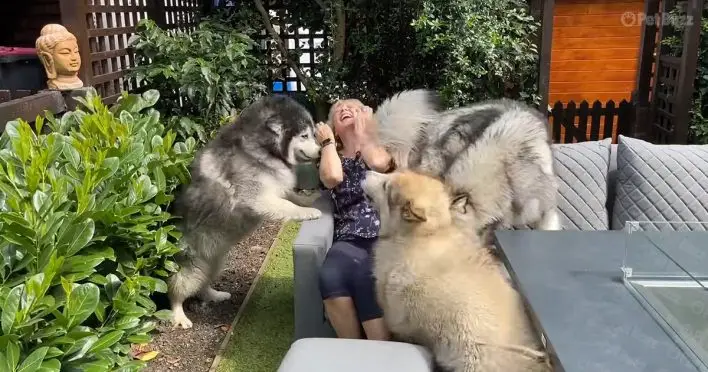 Irresistible Surprise: Three Malamutes’ Reaction to Unexpected Visitor Melts Hearts