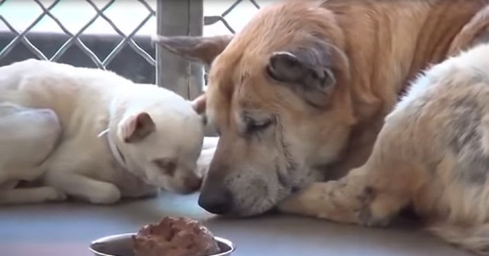 Miracle Rescue: Abandoned Blind Chihuahua and Golden Retriever Saved from Death Row, Heartwarming Adoption Story