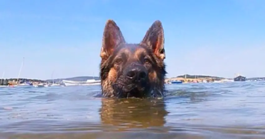 Man’s Best Friend: Dog Rescues Owner After 11 Hours in Water