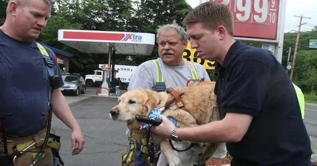 Service Dog Throws Himself In Front Of School Bus To Protect His Blind Owner