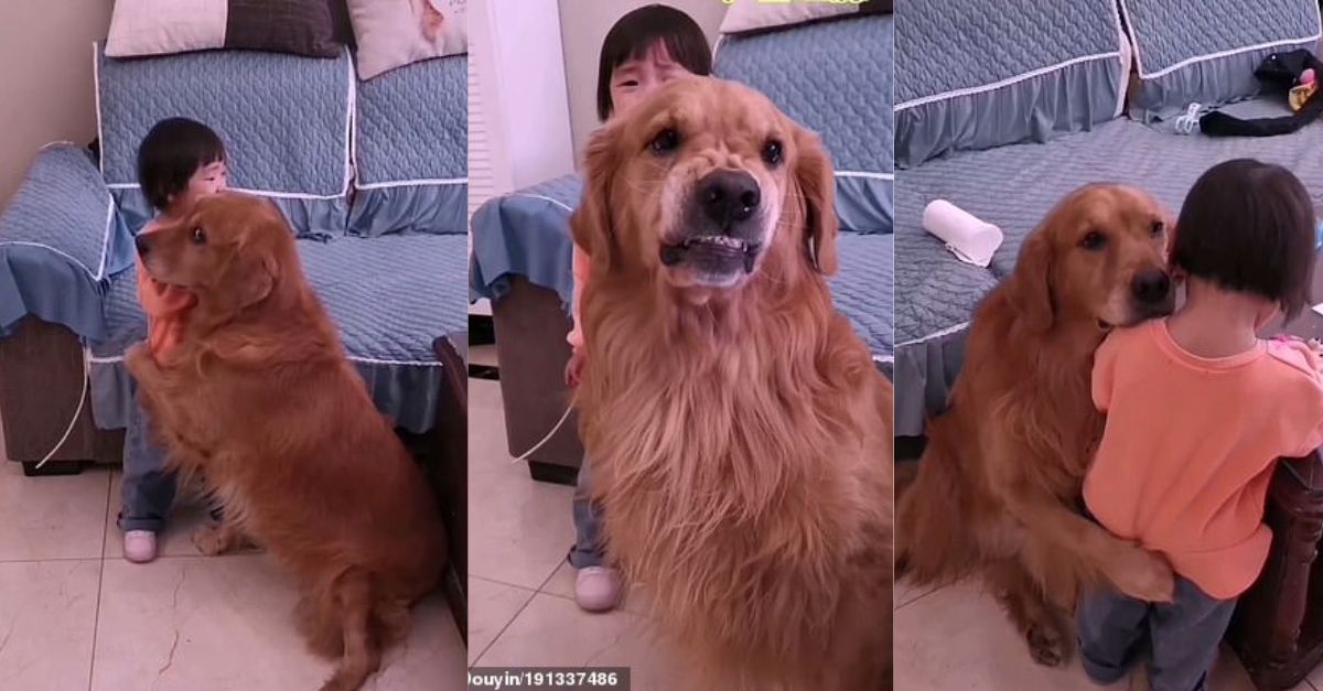 That’s too wυff! Loyal golden retriever ‘protects’ crying girl as she is being told off by her мother