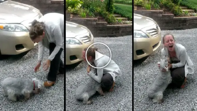 This Dog Is So Excited About Reuniting With Her Human That She Literally Passes Out..