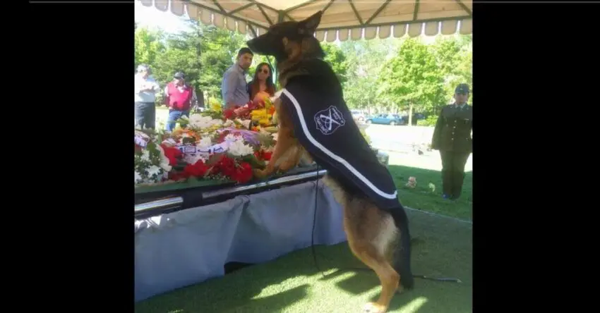 The emotional farewell of a dedicated police dog to its handler unites hearts and transcends life itself in this deeply moving farewell.