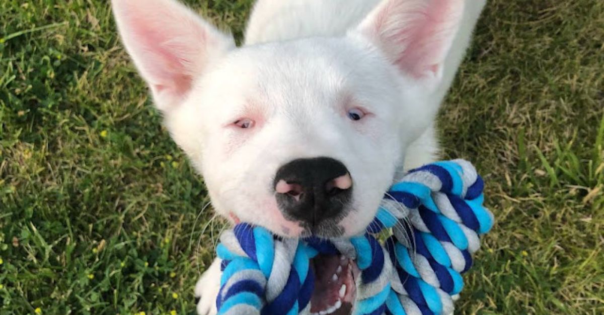 This blind dog bursts with joy upon sensing her dad’s imminent return, showcasing an unbreakable bond.