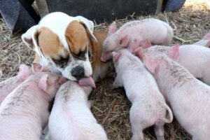 The dog takes care of the piglets when their mother d.i.e.s.