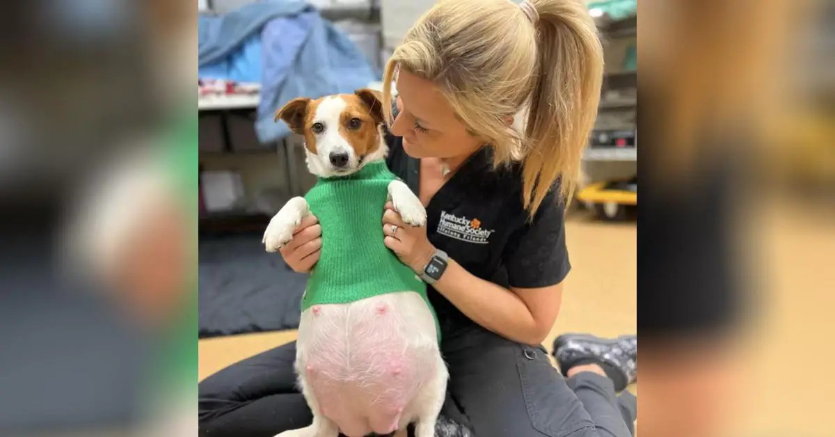 Tiny Pregnant Shelter Dog Melts Hearts Of The Vets By Giving Birth To So Many Puppies