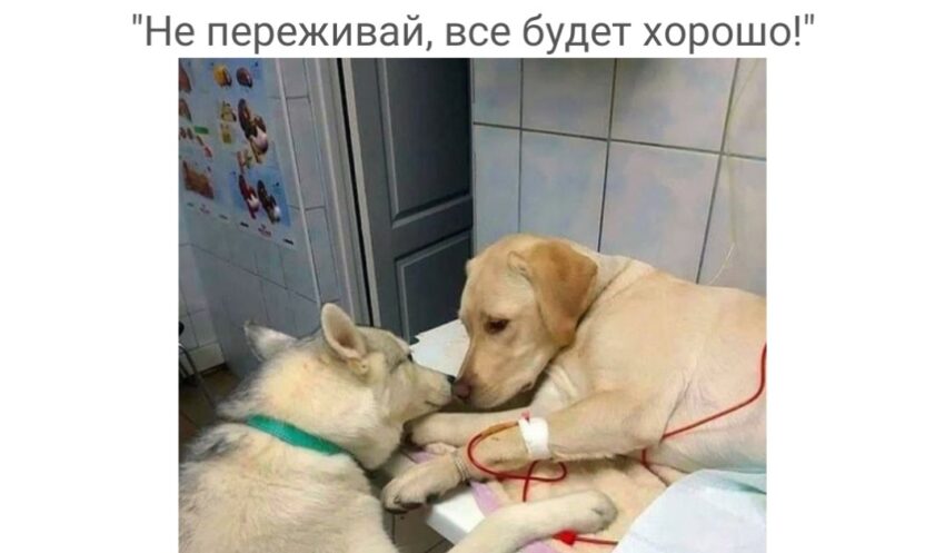 The sweet sharing of a furry friend: the dog comforts and encourages his mate while being treated in the veterinary hospital