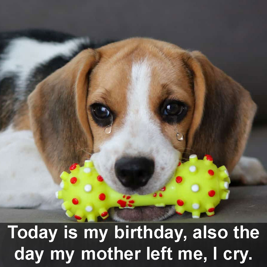 Today is my birthday, also the day my mother left me, I cry.