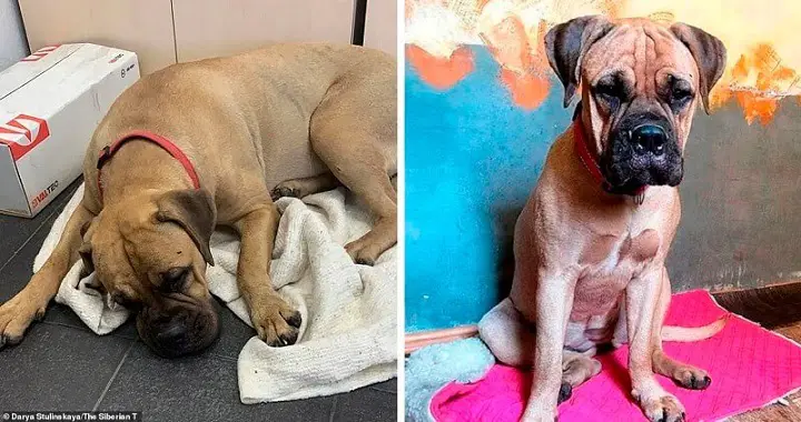 Loyal Dog Walks 125 Miles To Return Home To Owner Who Rejected Her