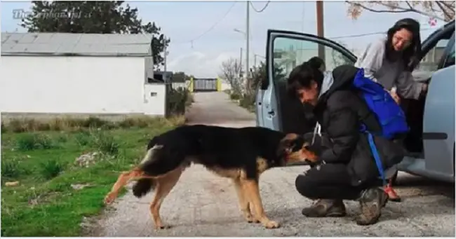 A.ban.don.ed Dog Begs Rescuers to Take Him With Them and Away From Ho.rri.ble Place