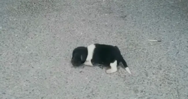 Newborn Puppy Was D.u.m.p.e.d On The Street, Crying – Still Finds It In Himself To Trust Humans