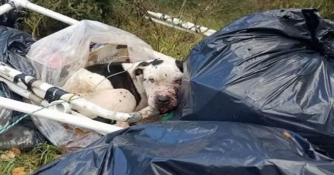 Abused Dog Left For Dead In Trash Could Barely Lift His Head When Rescuers Find Him