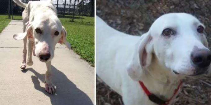 Adopted Dog Escapes His New Homes And Returns To The Same Shelter 11 Times