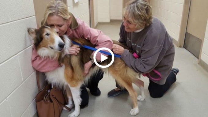 After Years Of Loyalty – Senior Dog Sent At A Shelter Because ‘No One Had Time For Him’