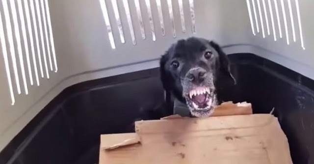 Aggressive Dog Gives In and Lets Rescuer Touch Him For The First Time