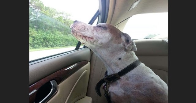 An old dog smiles on his last car ride and leaves the world in tears!