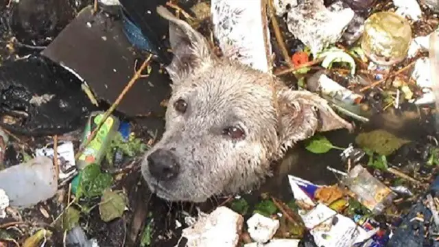 Animal Rescuers Rush To Save The Lives Of Stray Animals In Danger