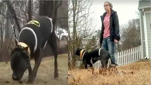 Anxious Dog Would Not Stop Barking, Leads His Owner To Save Elderly Woman In Dark