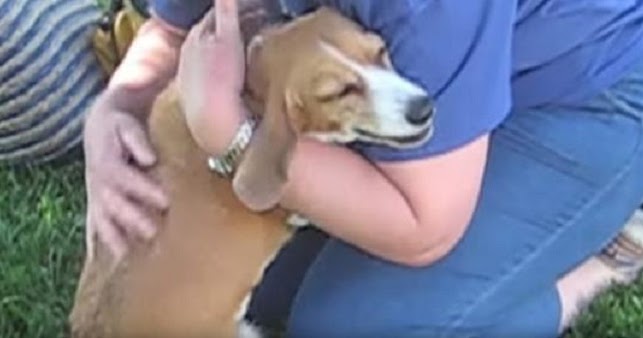 Beagle Gets Incredibly Emotional When Her Family Comes Home