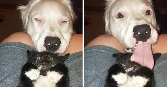 Blind And Deaf Dog No One Wanted Now Looks After Every Sick Foster Animal His Human Brings Home