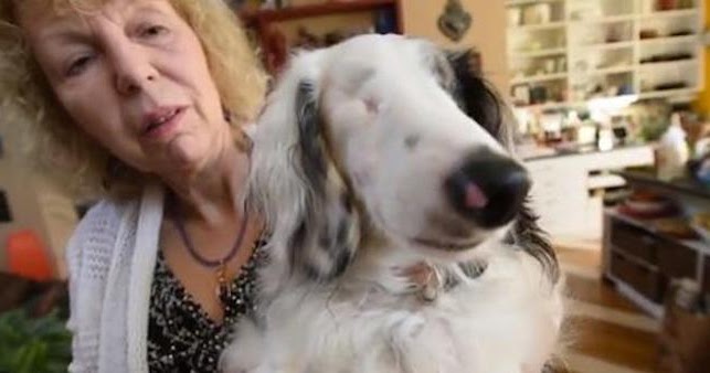 Blind Dachshund Leaves Puppy Mill Past Behind For Wonderful New Life