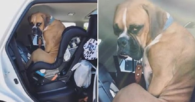 Boxer Shows His Human How He Feels To Have To Move Over For The Baby