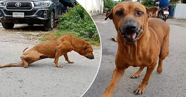 Brilliant Street Dog Fakes Leg Injury To Get Treats From Passersby