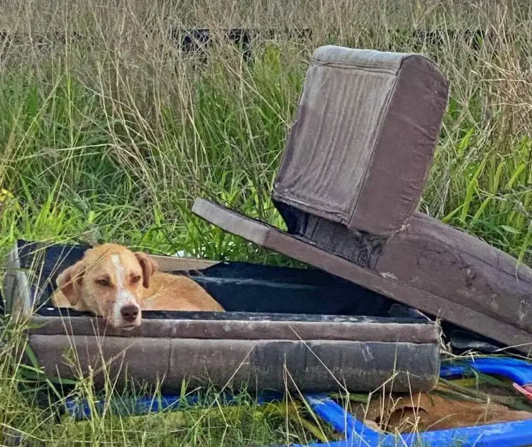 Abandoned and sick, the dog resides in a worn, dirty chair, its sad eyes longing for someone to notice and offer compassion.