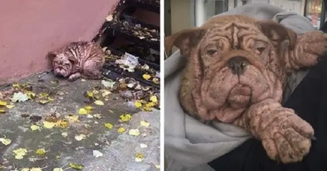 A.ban.doned Bulldog Forced To Live In The Streets With Severe Mange – 65