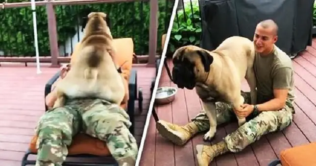 Sweet Bullmastiff Gets Emotional When His Soldier Owner Returns Home