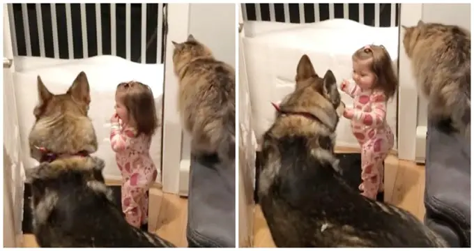 Clever Dog & Cat Duo Teach Little Girl “Go To Bed” So They Can Tuck Her In