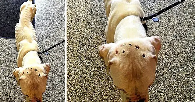 Cops Look For Owner Who Starved Dog & Tortured Him With Cigarette Burns On Head