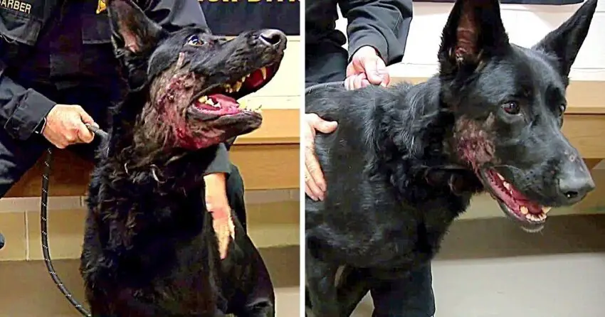 Cops Looking For Owner Who S.h.o.t His Own Dog In The Face, Dumped Him In Woods