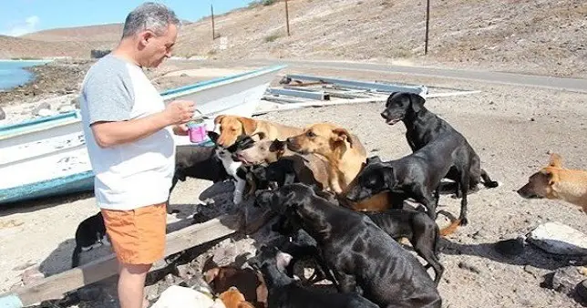 Amazing Couple Help Rescue 34 Stray Dogs And Cats While On Vacation – 69