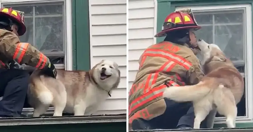 Sweet moment dog kisses firefighter who rescued him from a roof