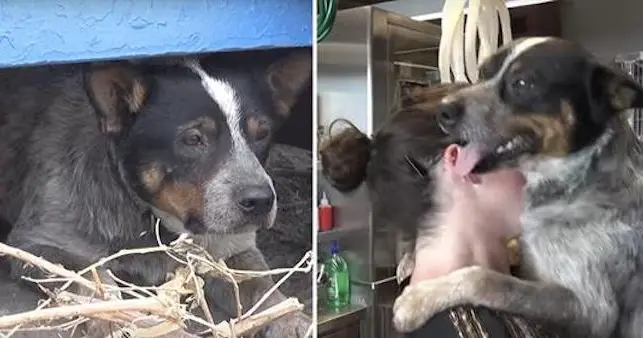 This Dog Lived Underneath A Dumpster For Almost A Year — Look At Him Now!