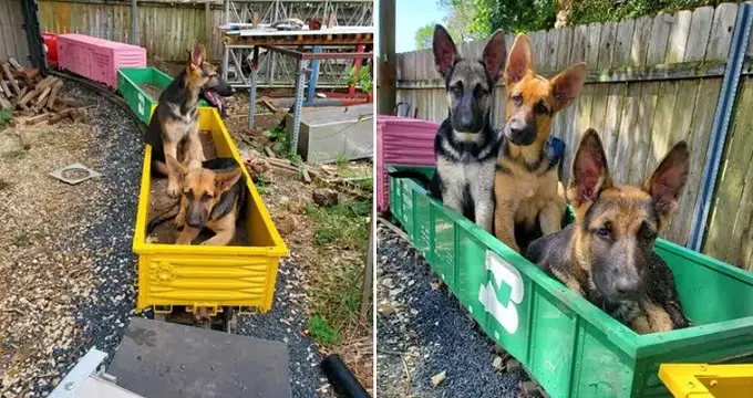 Dad Built Railway For Kids But His German Shepherds Use It First