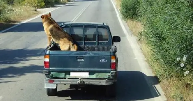 Animal Welfare Group Warns of The Dangers of Transporting Dogs in the Back of Pickup Trucks