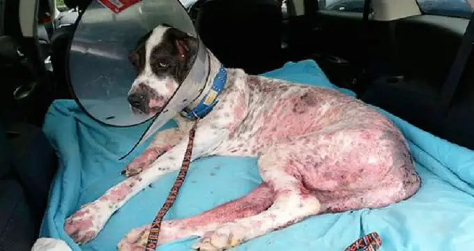 Rescuers Thought Great Dane Was Neglected By Her Family, But Were Shocked To Learn Vets To Blame