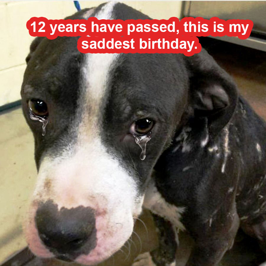 12 years have passed, this is my saddest birthday.