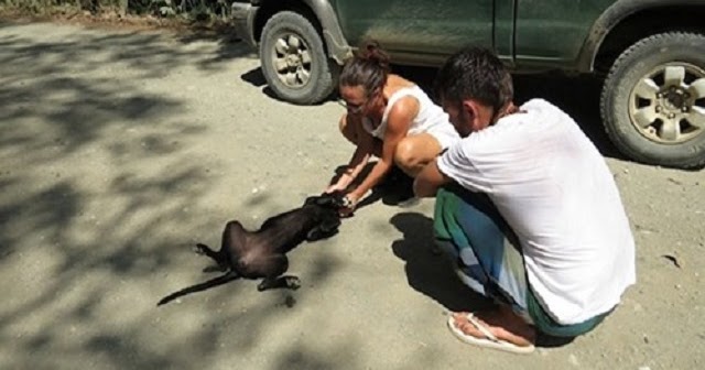 S.tra.y Dog Collapses And Starts Crying When She Realizes That Humans Have Come To Help Her