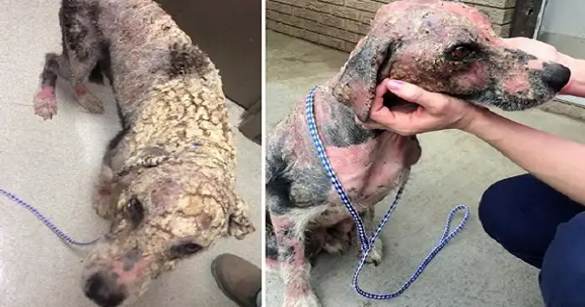 𝐃𝐞𝐩𝐫𝐞𝐬𝐬𝐞𝐝 Dog With “Potato Chip-Like Scales” Looks Completely Unrecognizable After He’s Rescued – 80